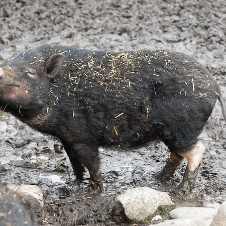Feriewohnung-schrotkammer